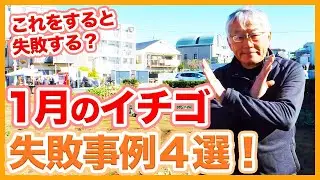 家庭菜園や農園のイチゴ栽培で1月の失敗事例４選！冬越しの失敗ポイントといちごの育て方！【農家直伝】