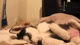 Siberian Husky Puppy Baby Loves Fat Belly Rub