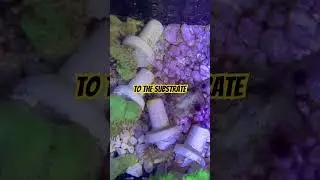 Growing coral is fun
