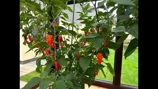 Bhut Jolokia Pod Test 2023