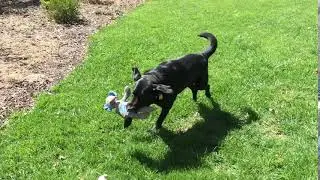 GGLRR dog Bandit fetching his toy