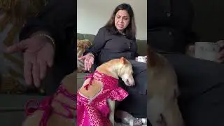 Your pets deserves a bollywood moment too! 🎀