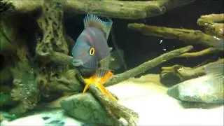 AcuaristasPR - Heros sp Rotkeil - Breeding