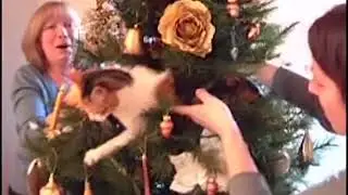 Funny cat Christmas compilation 2021.