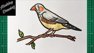 How to Draw a Zebra Finch Step by Step