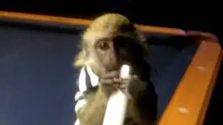 KING KONG GREEN GUENON MONKEY PLAYS ON POOL TABLE