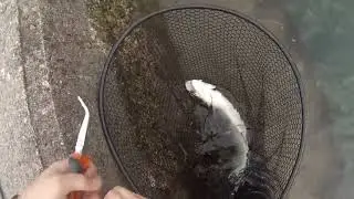 Fly Fishing for Summer Steelhead