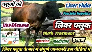 Vet-Disease:- Liver Fluke(Fasciola hepatica),Symptoms Tretment पशुओं में लिवरफ्लूक का इलाज