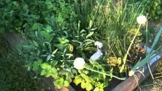 July veggie garden tour
