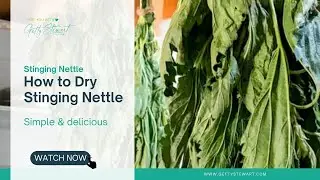 How to Dry Stinging Nettle