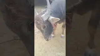 Trideep Hazarika r domora moh