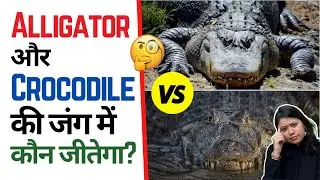 Alligator और Crocodile 🐊 की जंग में कौन जीतेगा? 😲 |Factovation |Purnima Kaul #AlligatorVsCrocodile