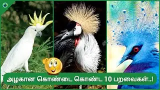 Top 10 Beautiful Crowned birds | Crown head bird | Crown feathers | Tamil | BioWorld | BW