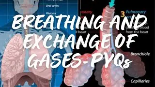 📘 NEET Previous Year Questions on Breathing and Exchange of Gases | PYQs with Solutions