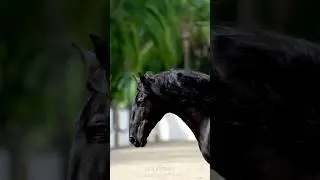 DUIKER MOR THE BEAUTIFUL BLACK STALLION IN MEXICO #horses #horsevideos #blackhorse #equestrian