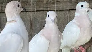 Canto de tórtola turca para estimular el apareamiento con tórtola blanca