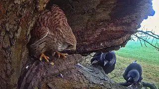 Kestrel Ousts Jackdaw in Season&rsquo;s First Nest Battle | Apollo & Athena | Robert E Fuller