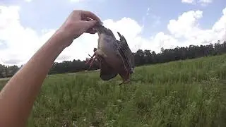 dove hunting 2018
