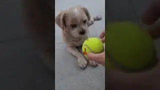 Tenniball meets Almond
