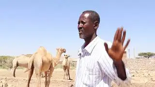 DILLAALIINTA SAYLADA GEELLA LAASCAANOOD OO KA CABANAYA