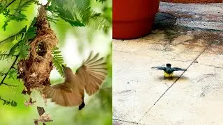 FINALE | SUNBIRD CHICKS FLEW OUT OF THE NEST 🪺 | BABY'S FIRST FLIGHT | 69/1993