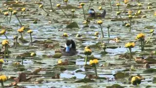 Ruddy duck courtship