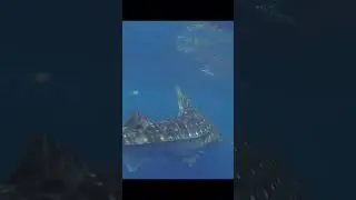 Whale sharks at Isla Mujures #shorts #ocean #shark #wild