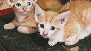 &ldquo;5 Tiny Kittens Growing with Their Mother 🐱💞 | No Sound Meows, Pure Love
