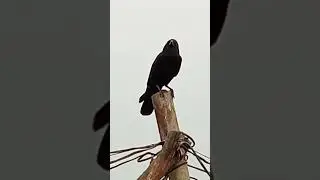 CROW sound effects !