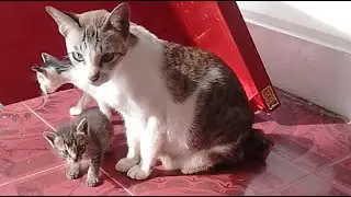 kittens playing with their mother