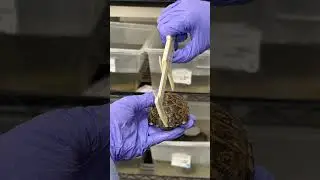 Weighing In: Measuring the Rare Sonoyta Mud Turtle #desertmuseum #arizona #turtle #babyanimals