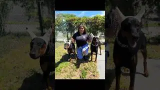 Good morning from Karla with Goliath Doberman Empire #follow #like #share #dogbreeder #portricheyfl