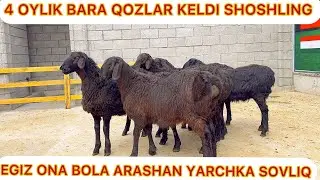 4 OYLIK BARA QOZI EGIZ ONA BOLA ARASHAN YARCHKA SOVLIQLAR KELDI