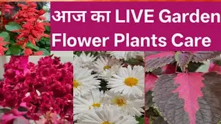 आज का Live Garden Session | 4 Flower Plants Care | Guldabdi ,Salvia, Cockscomb ,Coleus /