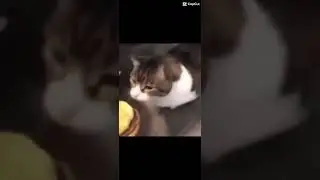 Kitty you can haz cheeseburger 