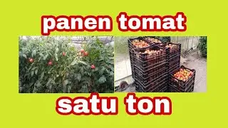 PANEN TOMAT SAYUR || SATU HARI DAPAT SATU TON SELUAS SATU HEKTAR.