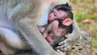The most beautiful a newborn baby monkey is getting milk from mom until sleep 