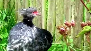Southern Screamer, Crested Screamer, Southern Screamers