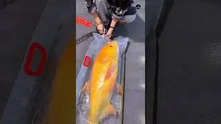 How Live Fish Are Transported Safely in Oxygen Bags #shorts