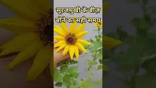 Right Time to Grow Sunflower Seeds#