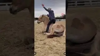 TODAY WAS A GOOD DAY WITH SUNDANCE‼️ 😁🐴#streamhorsetv #horse #tricks #goodvibes  #training #animals