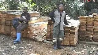 Five arrested for illegal logging in government forest in Masaka