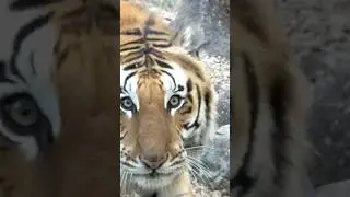 Royal Bengal tiger in Dehradun Zoo😍#anamikatheexplorer#dehradunzoo #music #song#shiro