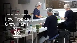 VLOG -  How Tropica Grow Plants!