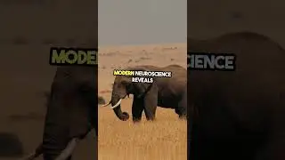 &ldquo;Animals Feel Just Like Humans 😢 | Mind-Blowing Animal Psychology&rdquo;