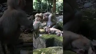 This Monkey's Juice Reaction Will Make You Smile 😊🧃 #cute #animals #wholesome