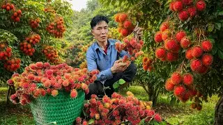 From Rambutan Garden to Market | Animal Care & Solo Survival Journey