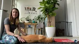 Canine degenerative lumbosacral stenosis;   A therapists guide to hands on special tests