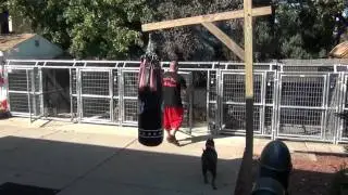 American bully NYC kennel set up @DevilsDen