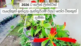 2026 ට යන්න කලියෙන් ගෙවත්තට  ආපු මල් කුමාරියො..ටිකයි පෝර වැටුනු ඇන්තූරියම් ටිකයි #gardening 